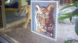Ingenious postage stamp program is helping save tigers from extinction