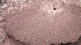 Hundreds of ants move thousands of earth blocks to build nests