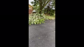 Trees downed in DC following powerful storm