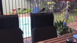 Cheeky Willie Wagtails chattering, begging for food and gobbling mealworms.