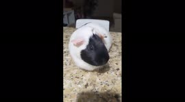 Cute Guinea Pig