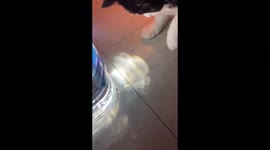 Cat playing with shadow from the water jug