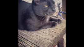 Cat trying to talk to the birds and it looks adorable the way she is opening her mouth