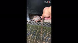 'Cute Baby Turtles Don't Want to Be Disturbed At Lunchtime
'