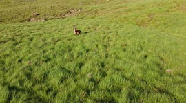 Wild Stag captured on Drone roaming hills in the Scottish Highlands