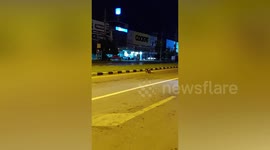 Kind-hearted mortorcyle rider helps duck family cross road