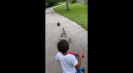 'Excuse me!' Scared kid politely asks family of ducks to move out of the way