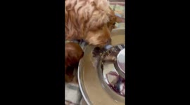 Golden Doodle Puppies eating food for the first time with mom!