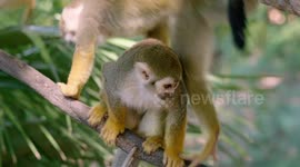 What Do These Squirrel Monkeys And Star Trek Have in Common?