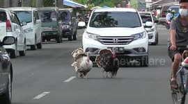 Fowl play: Caged turkeys run loose and gobble up traffic in Indonesia