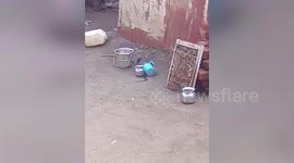 Fierce fight between mongoose and cobra goes viral in central India