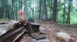 Two funny juvenile red squirrels squeeze themselves into a feed box in the Highlands of Scotland.