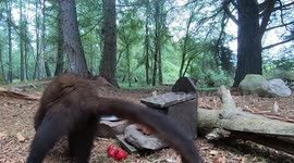 A rare look at a Pine Marten visiting the peanut box in the Highlands of Scotland.