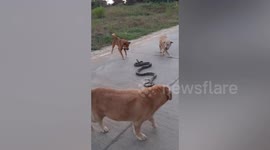 Trio of dogs met with python