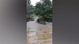 Overly excited elephant plays in water and puts on a show