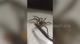 Woman plays tug of war with pet spider using worm snack