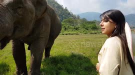 Chiang Mai - Thailand - elephant nature park - video with elephants.