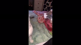 'Cute Cat & her Water Bottles - Still a Better Love Story than Twilight'