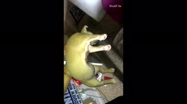 ''Ha! Got 'Em' - Dog in a Deep Sleep Gets Owner Stressed Out'