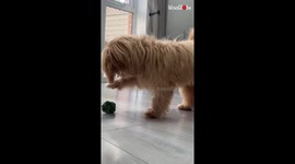 Adorable puppy in 'epic battle' with...broccoli