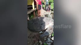 Residents help mother turtle return to sea after laying eggs under hut by the beach