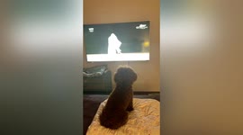Dog scared by Tokyo Olympics opening ceremony playing on TV