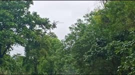 Man clinging to a tree was airlifted by a helicopter and rescued in South India