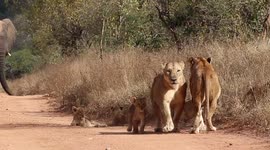 Lion cubs run away after seeing a large elephant approaching them