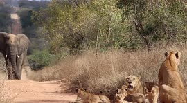 Adorable moment wild lion cubs flee as elephant approaches