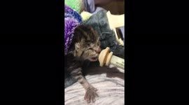 Sweet three day old orphaned kitten drinks formula and gets warm after being rescued