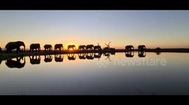 Soak in this INSANELY beautiful clip of an elephant herd silhouetted by stunning sunset backdrop