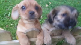 Adorable young puppies seeking attention to help them jump over the fence