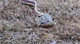 A Snake in the Yard Decided that a Toad Would be a Suitable Snack