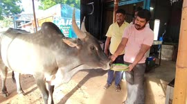 Bull visits Indian restaurant every day to collect portion of flatbread from chef