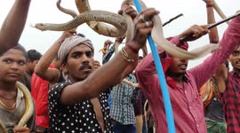 The People's keep swinging with snakes around their necks and in their hands on the day of Nagpanchami at Sindhiya Ghat
