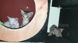 KITTEN SEE CAMERA / THREE BEAUTIFUL CUTE KITTENS SEE FIRST TIME CAMERA
