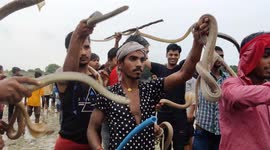 Indian devotees celebrate festival by wrapping venomous snakes around their necks
