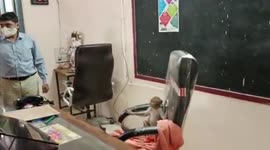 Group of monkeys wreak havoc in school premises in central India