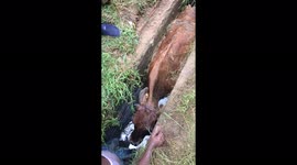 Heartwarming students rescue trapped cow in crammed gutter