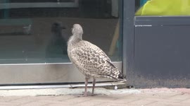 Young seagull in Newquay Cornwall confused by it's reflection in phone shop window