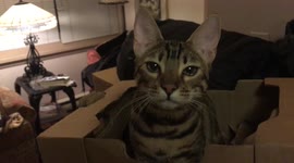 Real Life Puss in Boots, bengal cat cries real tears when owners cook onions