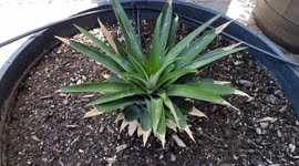 2 month old pineapple crown is growing into its own pineapple bush