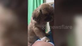 Pet dog falls asleep while owner scolds him
