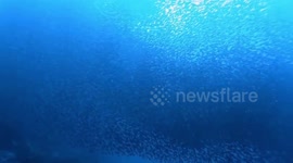 Diver swims with thousands of wild sardines in the sea