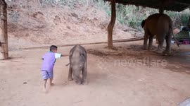 Baby elephant plays with little boy inside his enclosure in Thailand