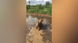 Pet Golden Retriever helps owner plant rice in paddy field