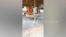 Zen-like calm of Buddhist monk as huge green tree snake slithers over to him