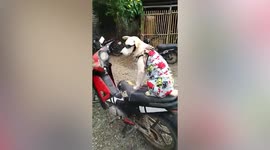 Dog rides pillion on motorbike while dressed up like a real kid