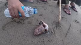 American Oyster Drill Was Became a Toy for This Young at Sea Shore