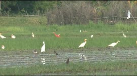 Cattle egret with rare red mutation spotted in India